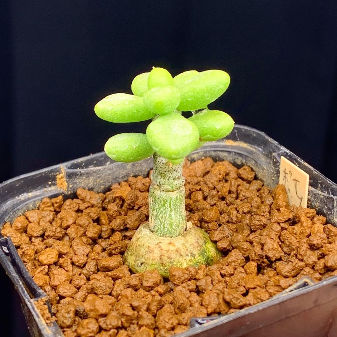 写真2-4枚目！　チレコドン　ポドレイアエ　多肉植物　塊根植物　実生