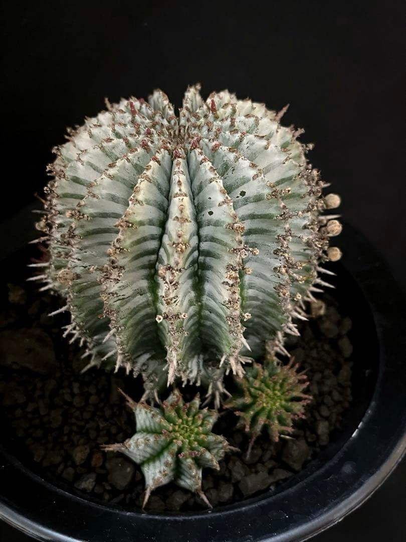 ユーフォルビアホリダ White zebra S胴太 親株 カキ子3株付き 雌株