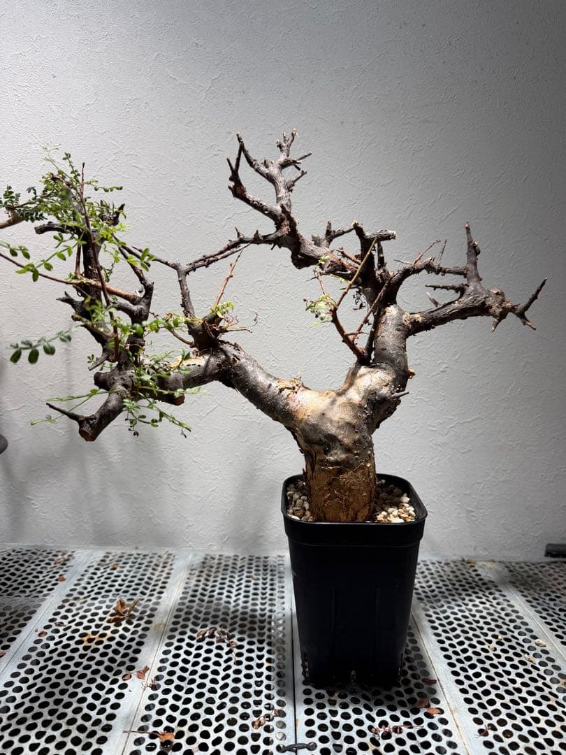 コミフォラ　ピンネイトリーブス　現地球