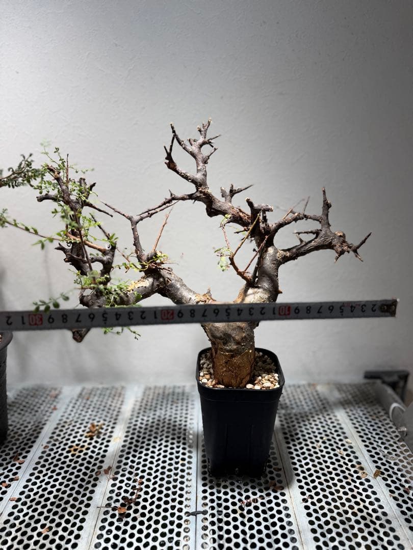 コミフォラ　ピンネイトリーブス　現地球