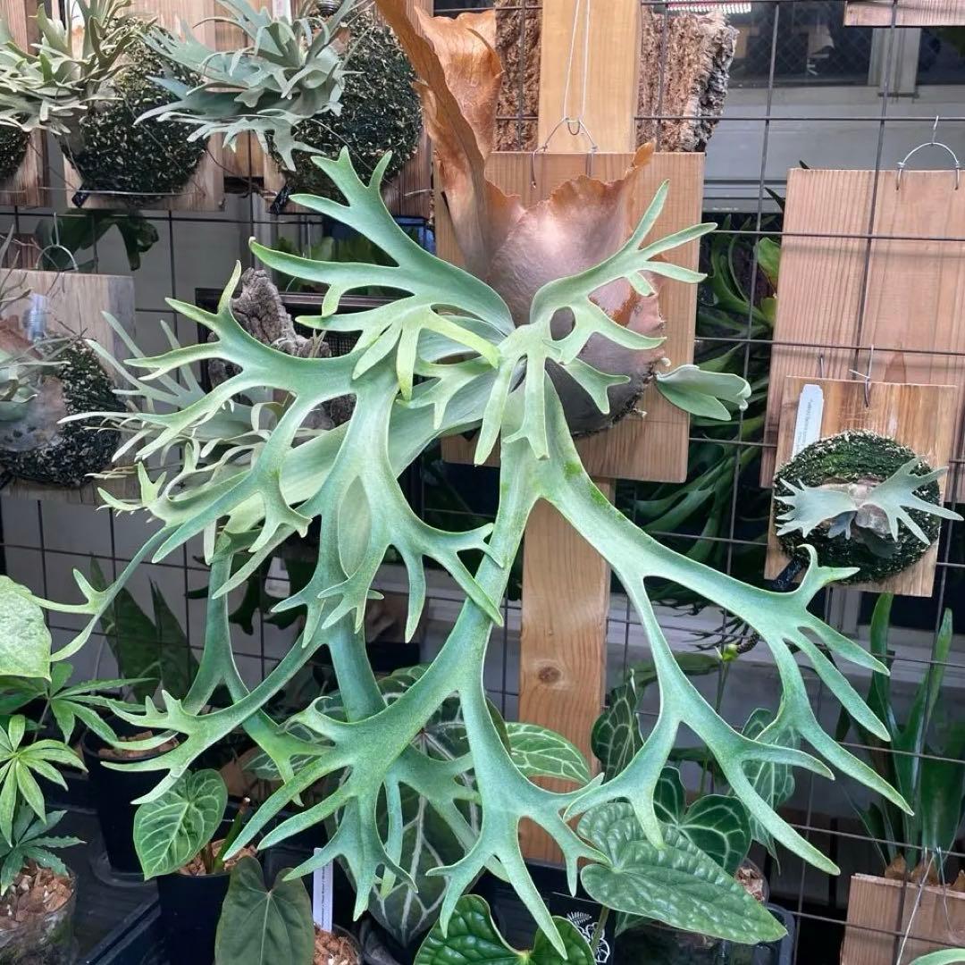 ビカクシダ P.willinckii cv.Athip#3 pup