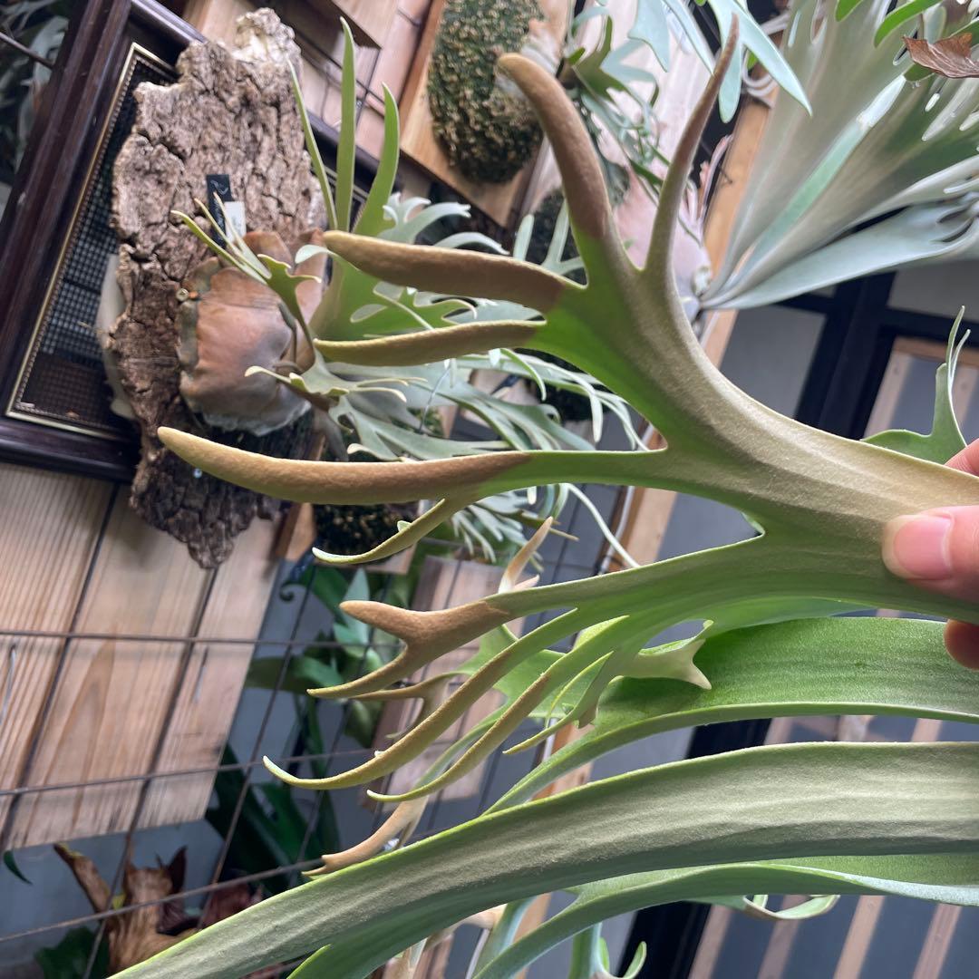 ビカクシダ P.willinckii cv.Athip#3 pup