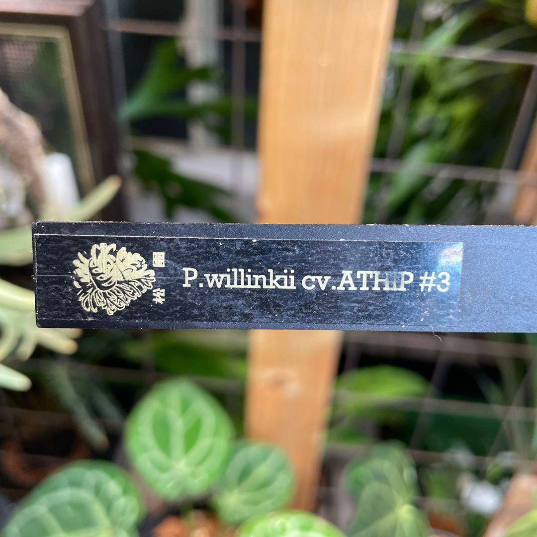 ビカクシダ P.willinckii cv.Athip#3 pup