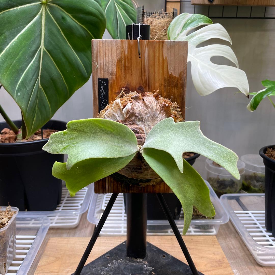 ビカクシダ P.willinckii cv.Athip#3 pup