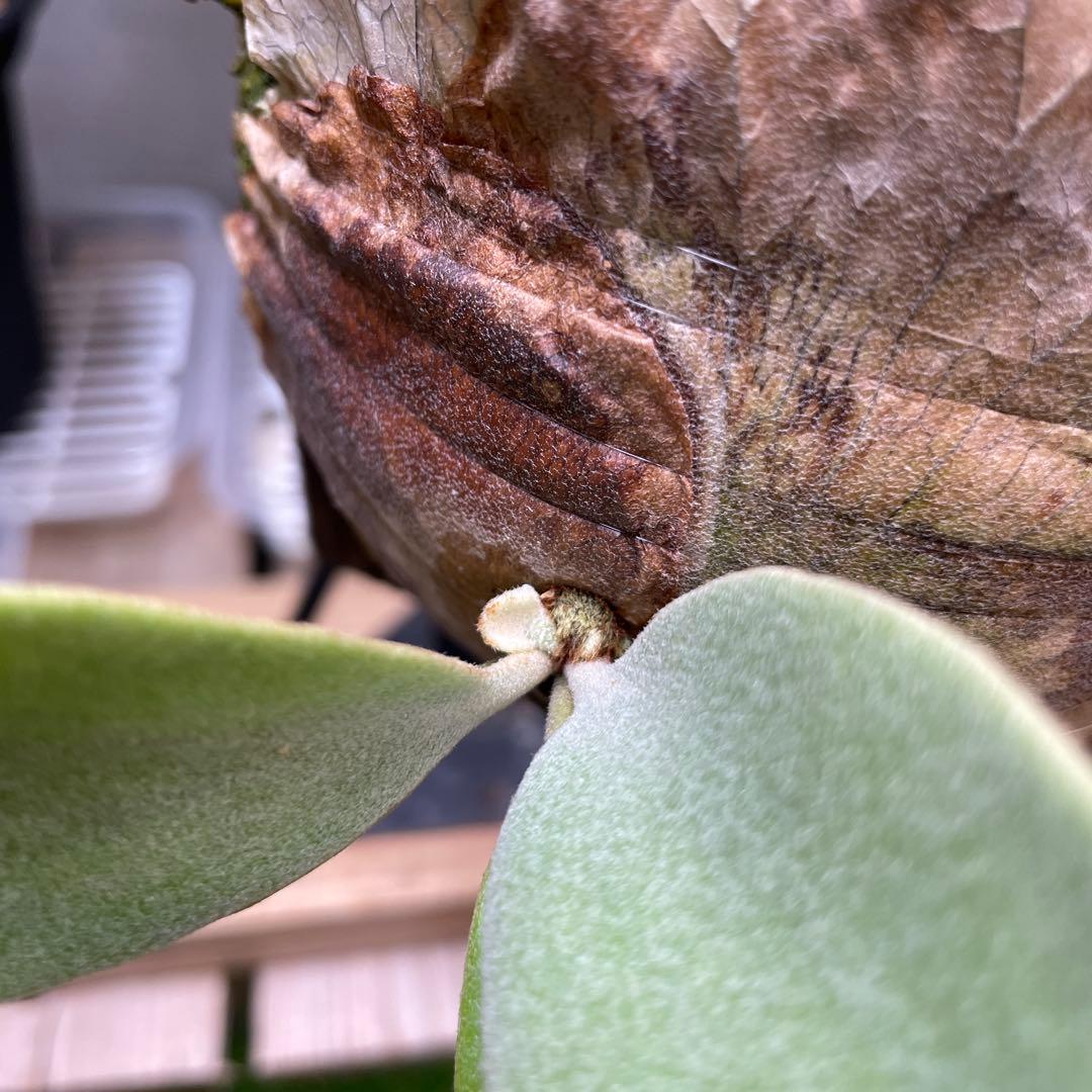 ビカクシダ P.willinckii cv.Athip#3 pup