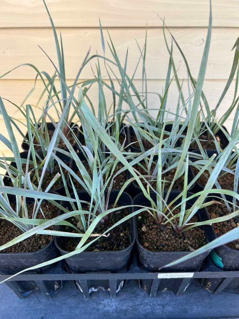 ユッカロストラータ　24株 現品鉢植え発送