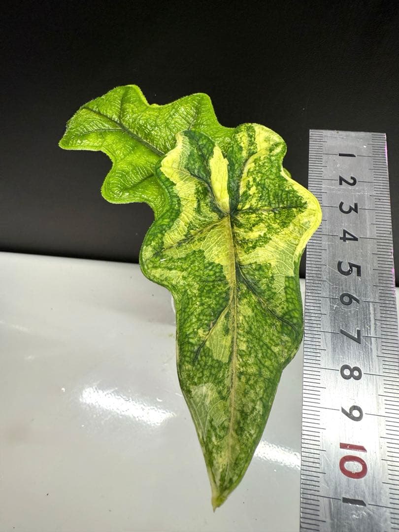 アロカシア　ジャックリン 斑入り