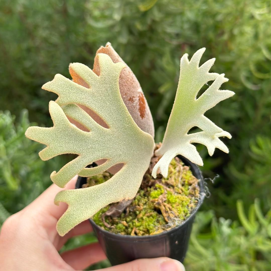 P. willinckii ’Jenny’ TC 2149