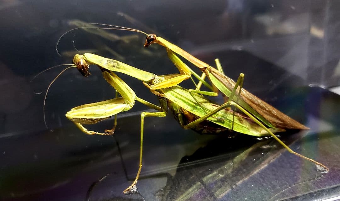 ケムンパス出品 オオカマキリ立体標本2点