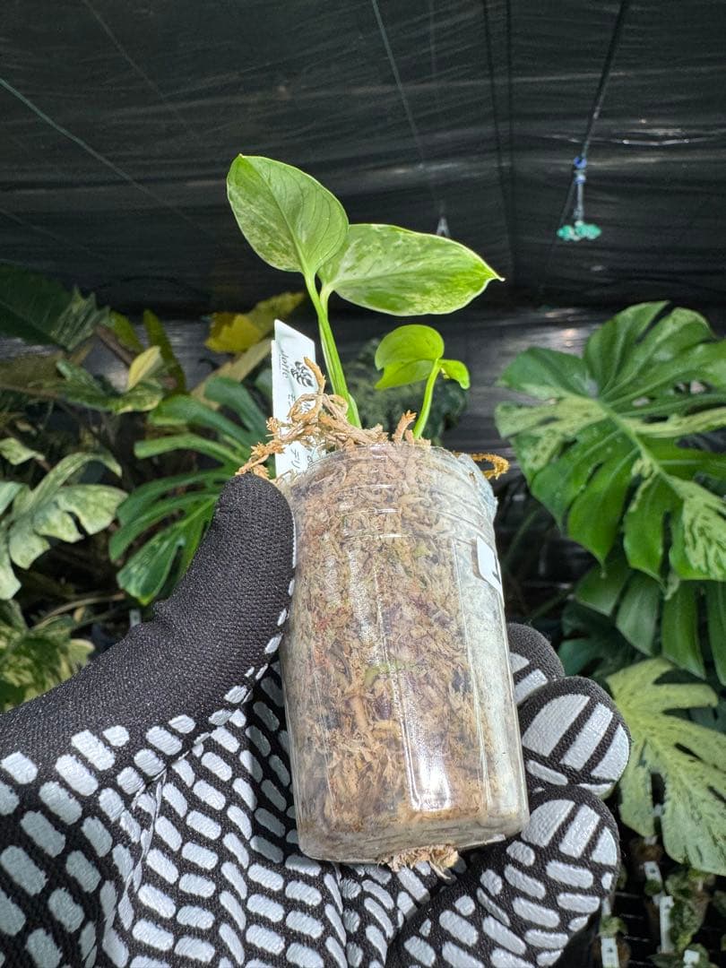 3モンステラ　デリシオーサ　ベトシオーサ　2寸ポリポット　ネコポス発送