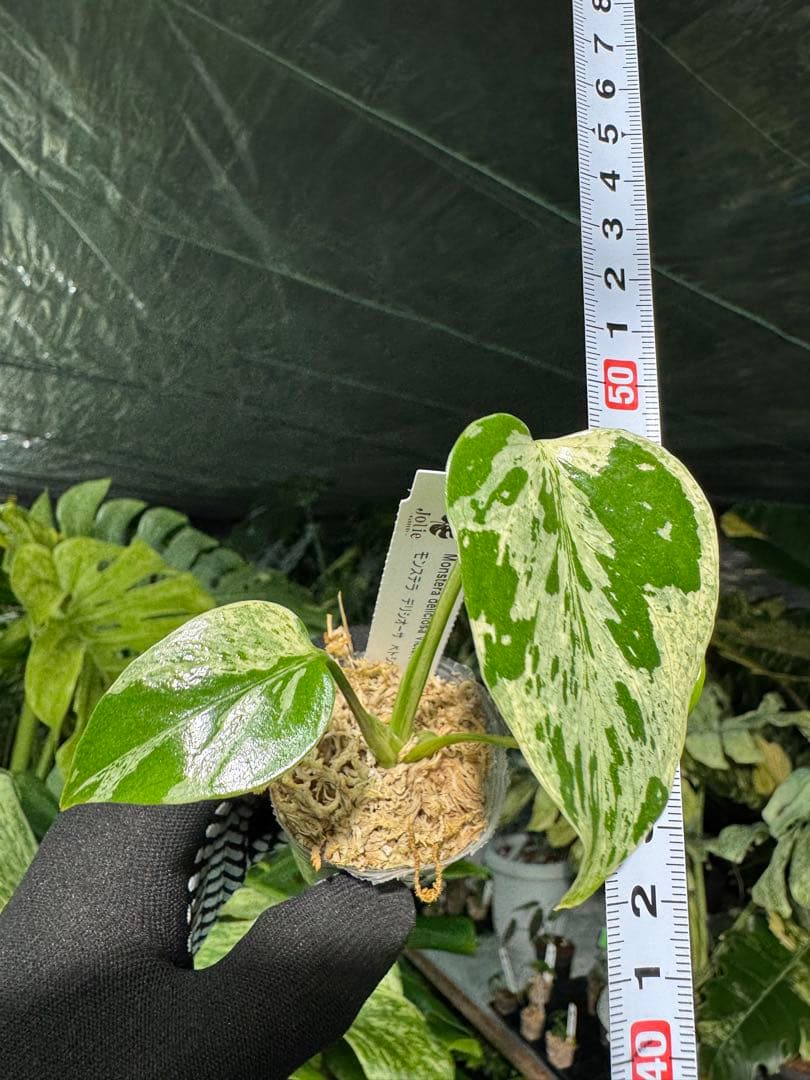 3モンステラ　デリシオーサ　ベトシオーサ　2寸ポリポット　ネコポス発送