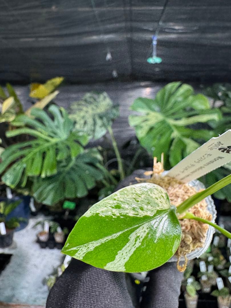 3モンステラ　デリシオーサ　ベトシオーサ　2寸ポリポット　ネコポス発送