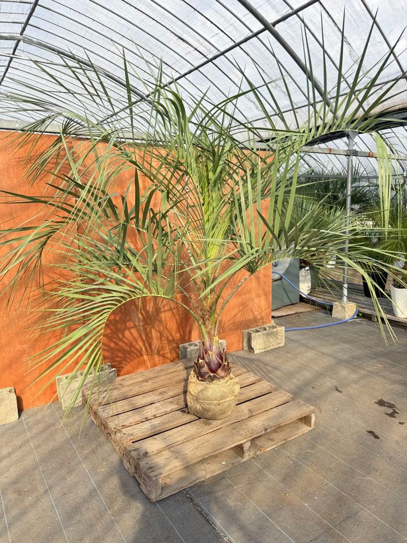 I*@様 ココスヤシシルバーリーフ【極太】葉先200cm幹回り70cm 幹高30