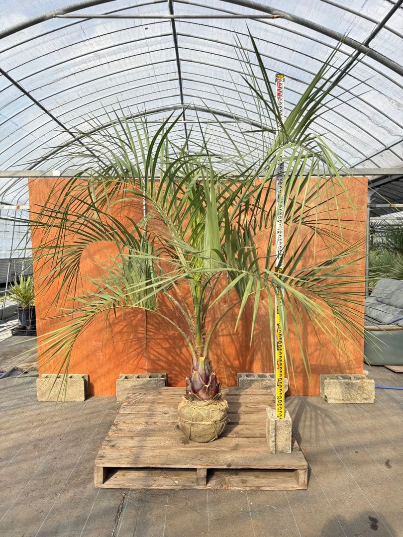 I*@様 ココスヤシシルバーリーフ【極太】葉先200cm幹回り70cm 幹高30