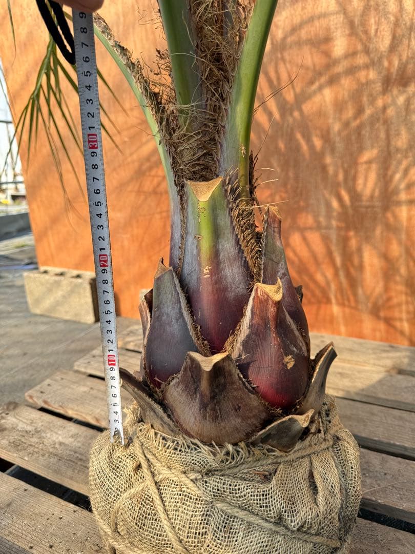 I*@様 ココスヤシシルバーリーフ【極太】葉先200cm幹回り70cm 幹高30