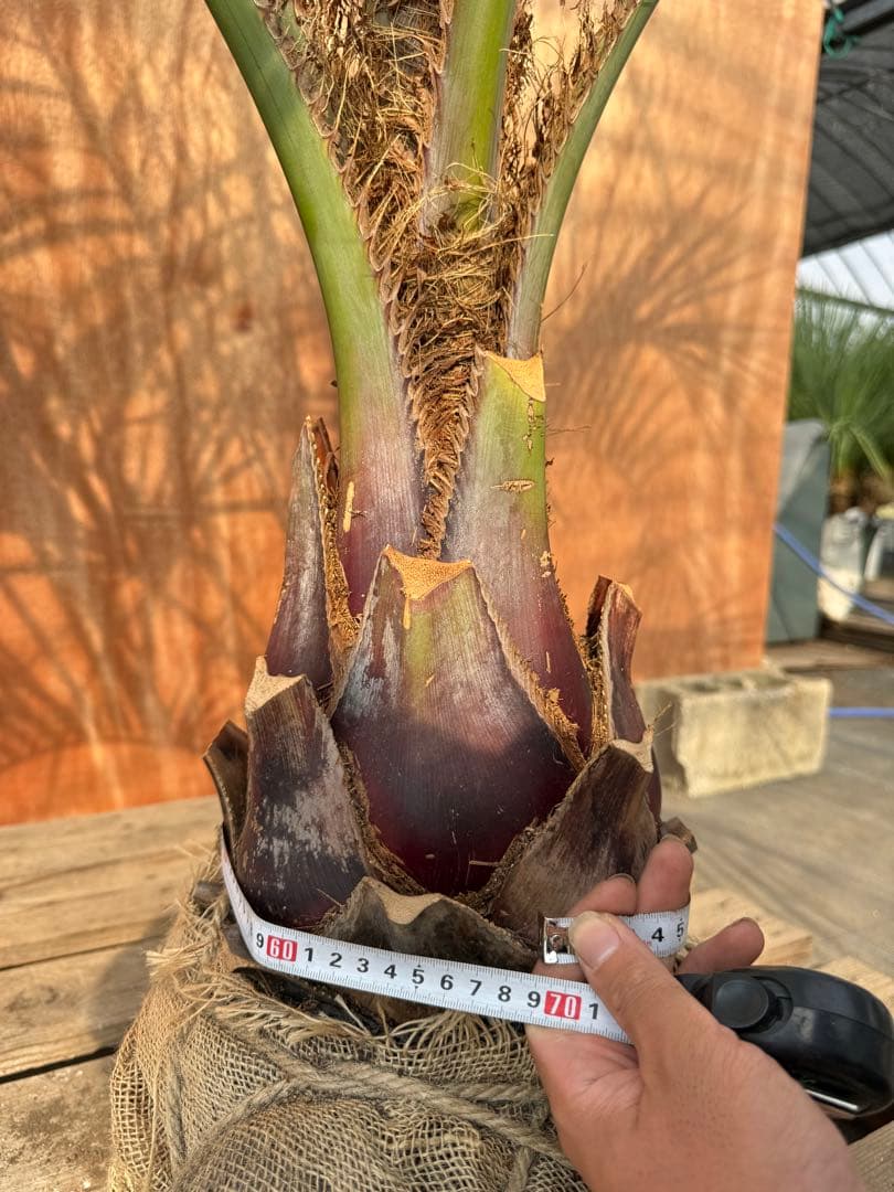 I*@様 ココスヤシシルバーリーフ【極太】葉先200cm幹回り70cm 幹高30