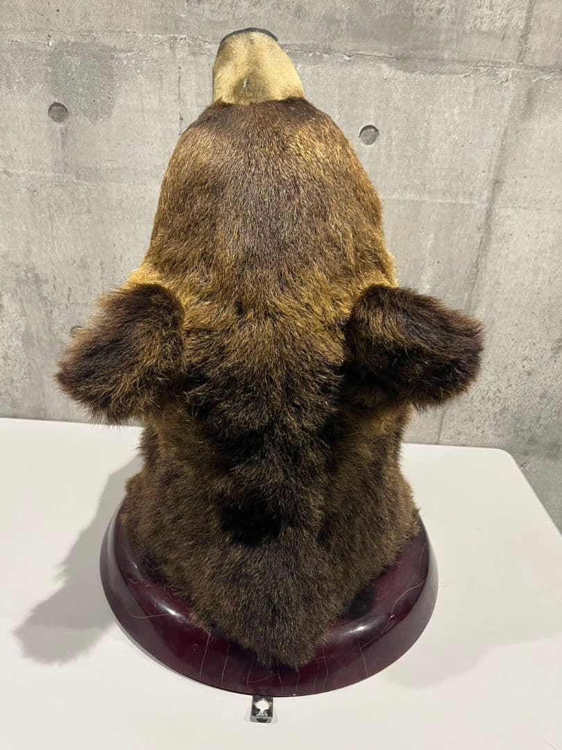 クマ　熊　ヒグマ　トロフィー　置物　剥製　大型