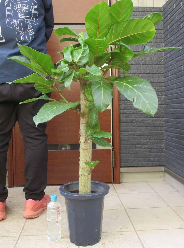 【現品】フィカス・アフリカンプリンス　8号　S5番