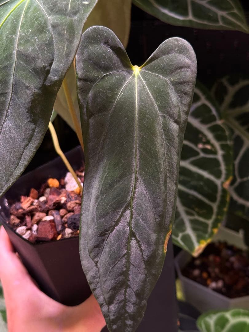 ハ*ん様 アンスリウム\