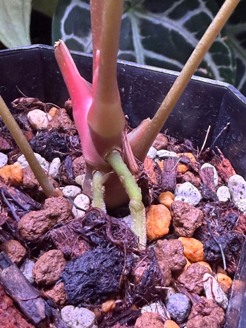 ハ*ん様 アンスリウム\"Kunayalense x papi NOID\" x R