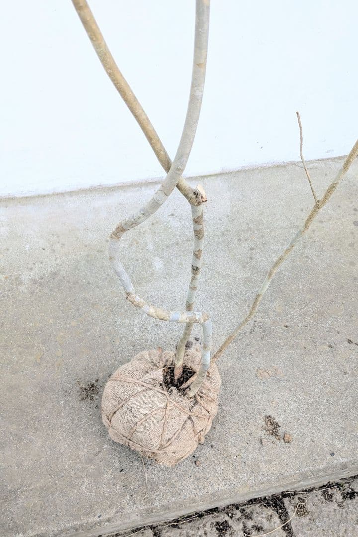 秀。山採りアオダモ。