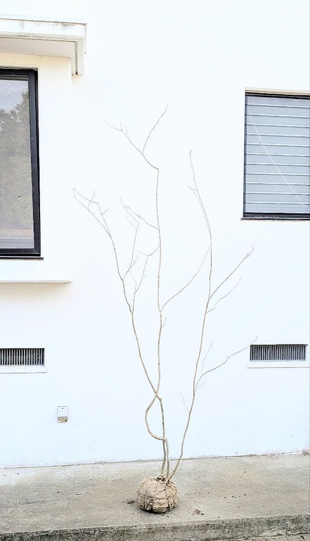 秀。山採りアオダモ。