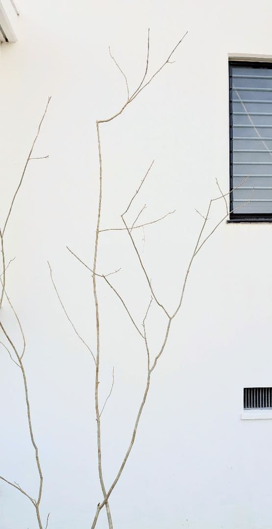 秀。山採りアオダモ。