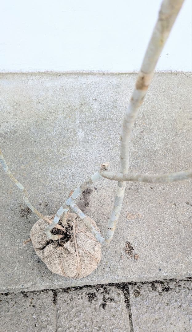 秀。山採りアオダモ。