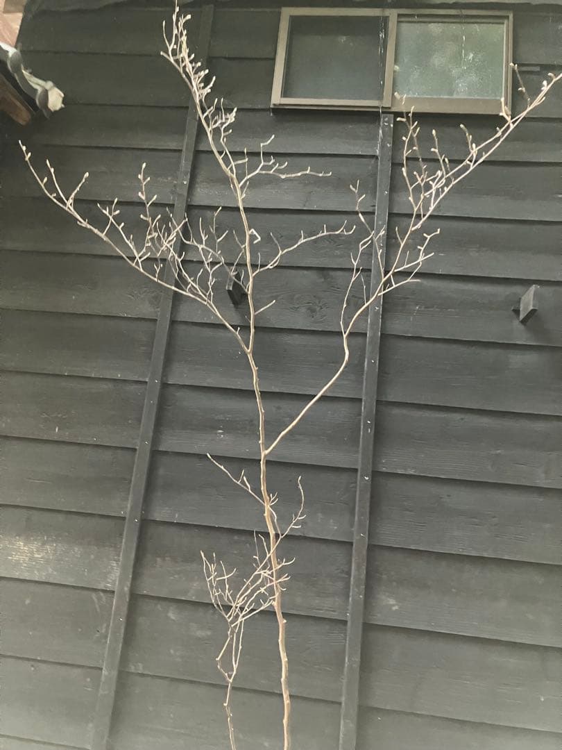 山採り　シャラノキ