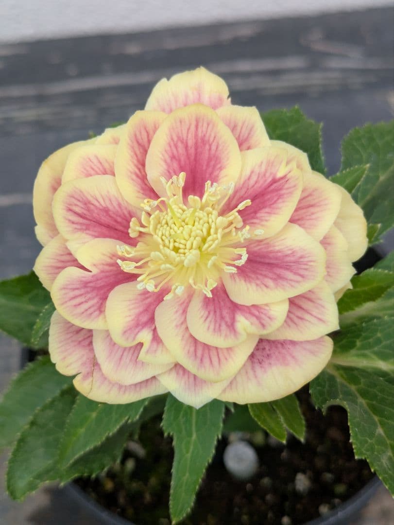 希少◆広瀬園芸 認定タグ付「ソレイユ」イエロータイプ 多弁 極美個体