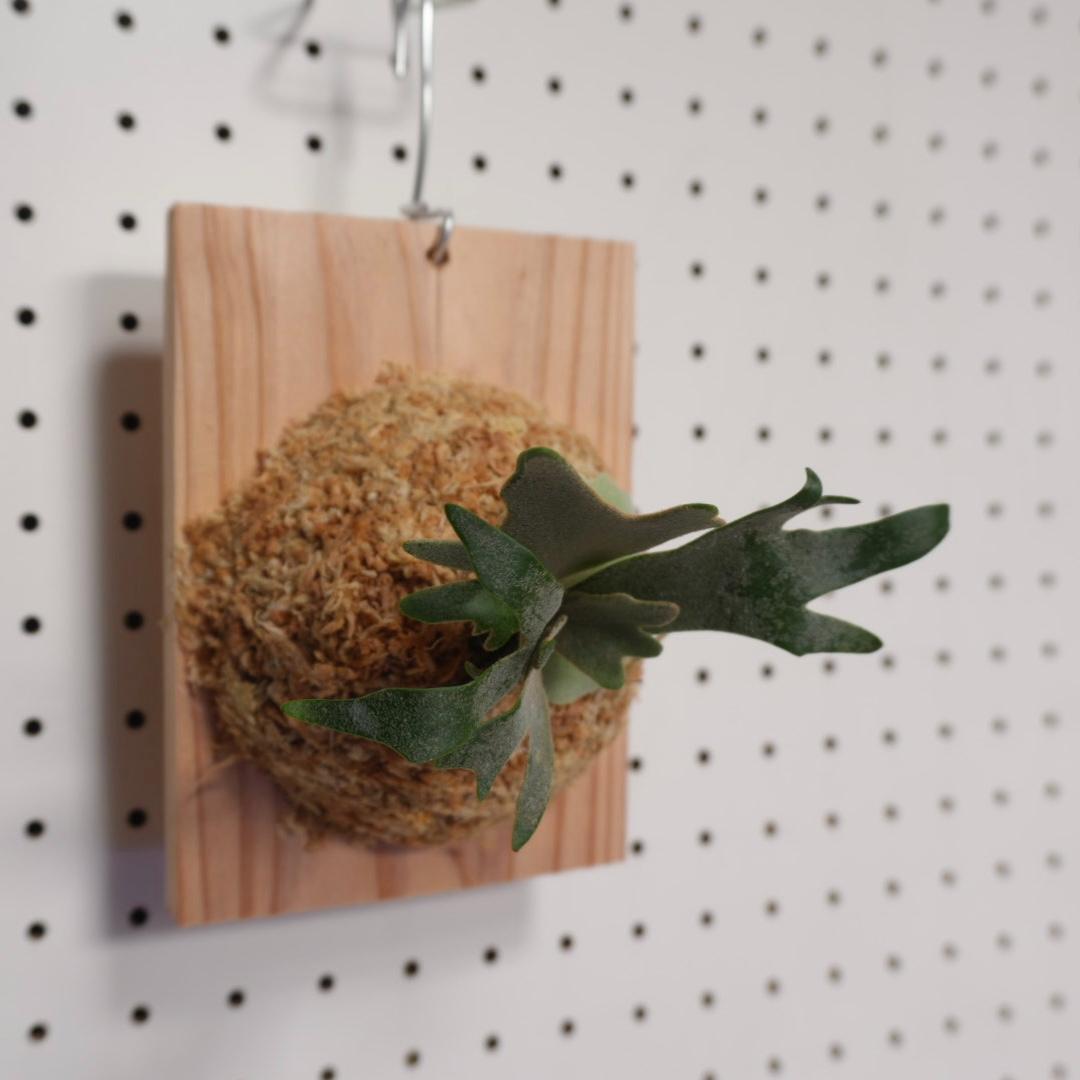 ビカクシダ OMG ウィリンキードワーフ 板付 O-7