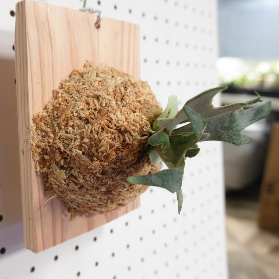 ビカクシダ OMG ウィリンキードワーフ 板付 O-7