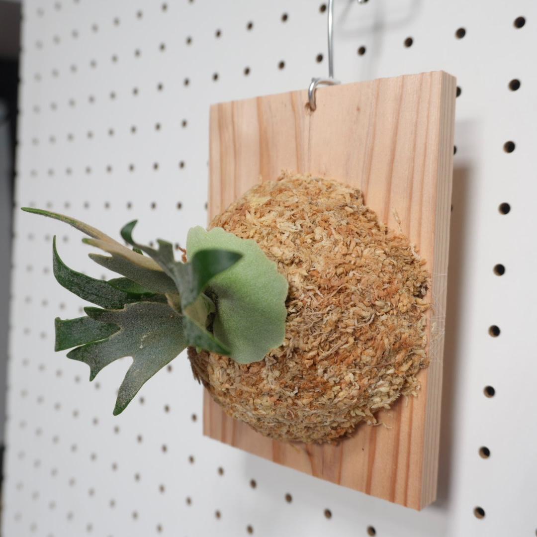 ビカクシダ OMG ウィリンキードワーフ 板付 O-7