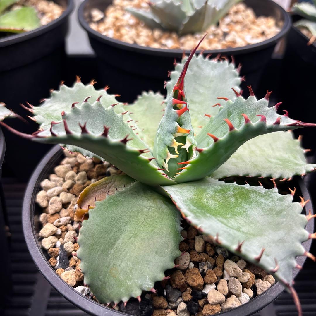 アガベ　フロスティクリスタル　ハイブリッド　イシスメンシス×パラサナ　イシパラ