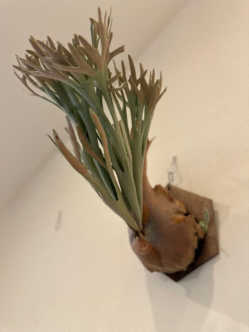 P. elsa queen F307 ビカクシダ　エルサ