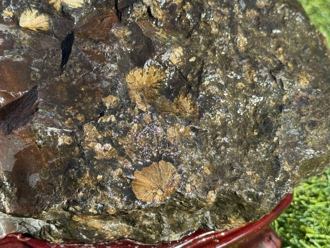 菊寿石 菊花石 黄金菊花石 鑑賞石 黒石 紋様石 水石 盆栽 盆石 置物