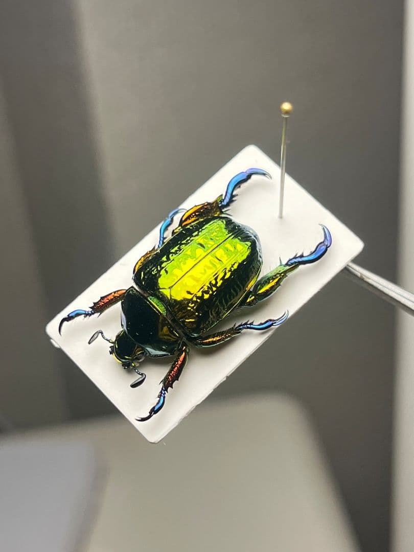 【属内最高峰】Pelidnota cyanitarsis　標本 プラチナコガネ