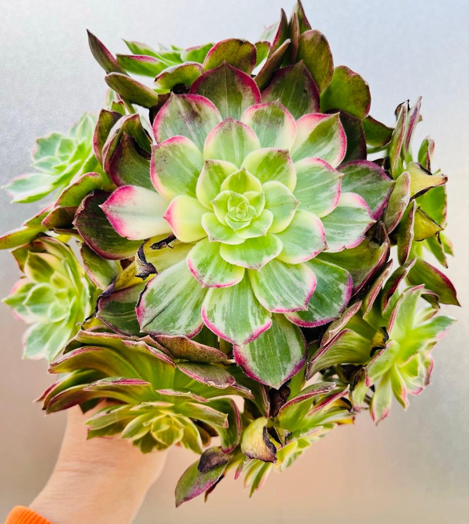 51.【現品　そのまま発送】「カラフルランターンズ」葉焼け・傷有り　立派な大群生