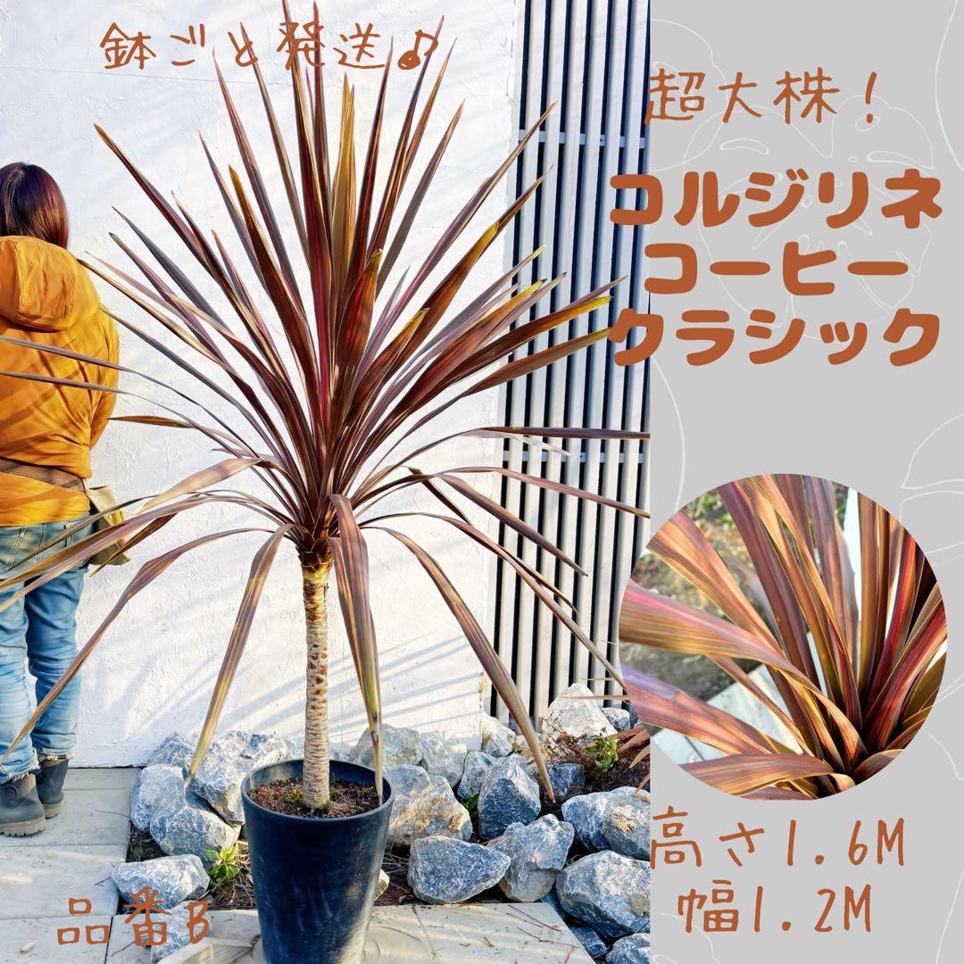 超大株！コルジリネ コーヒークラシック1.6M(鉢底から)品番B☆数量限定セール