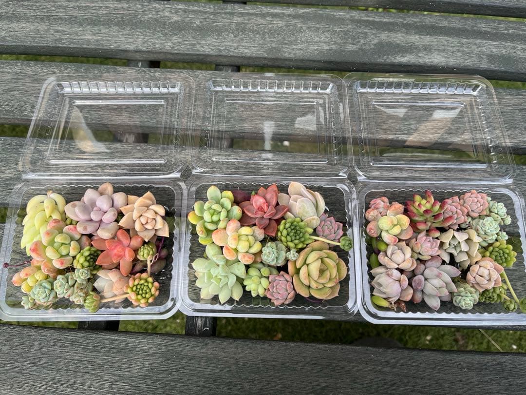 多肉弁当　普及種セット③