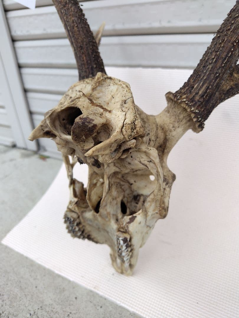 頭蓋骨付き鹿の角 No.8 日本鹿 角 壁掛け 匿名配送