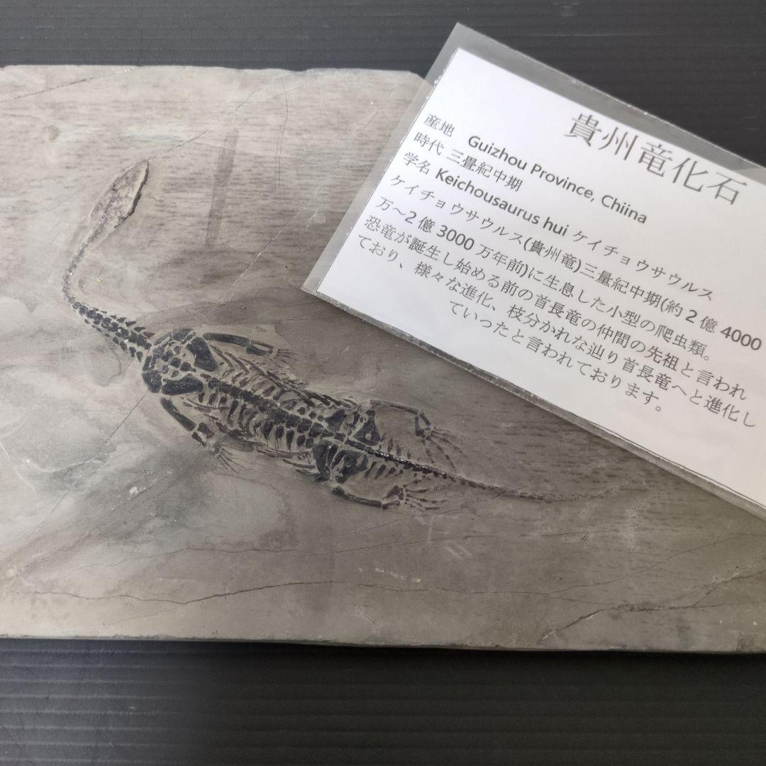 (希少)　ケイチョウサウルス化石　中国