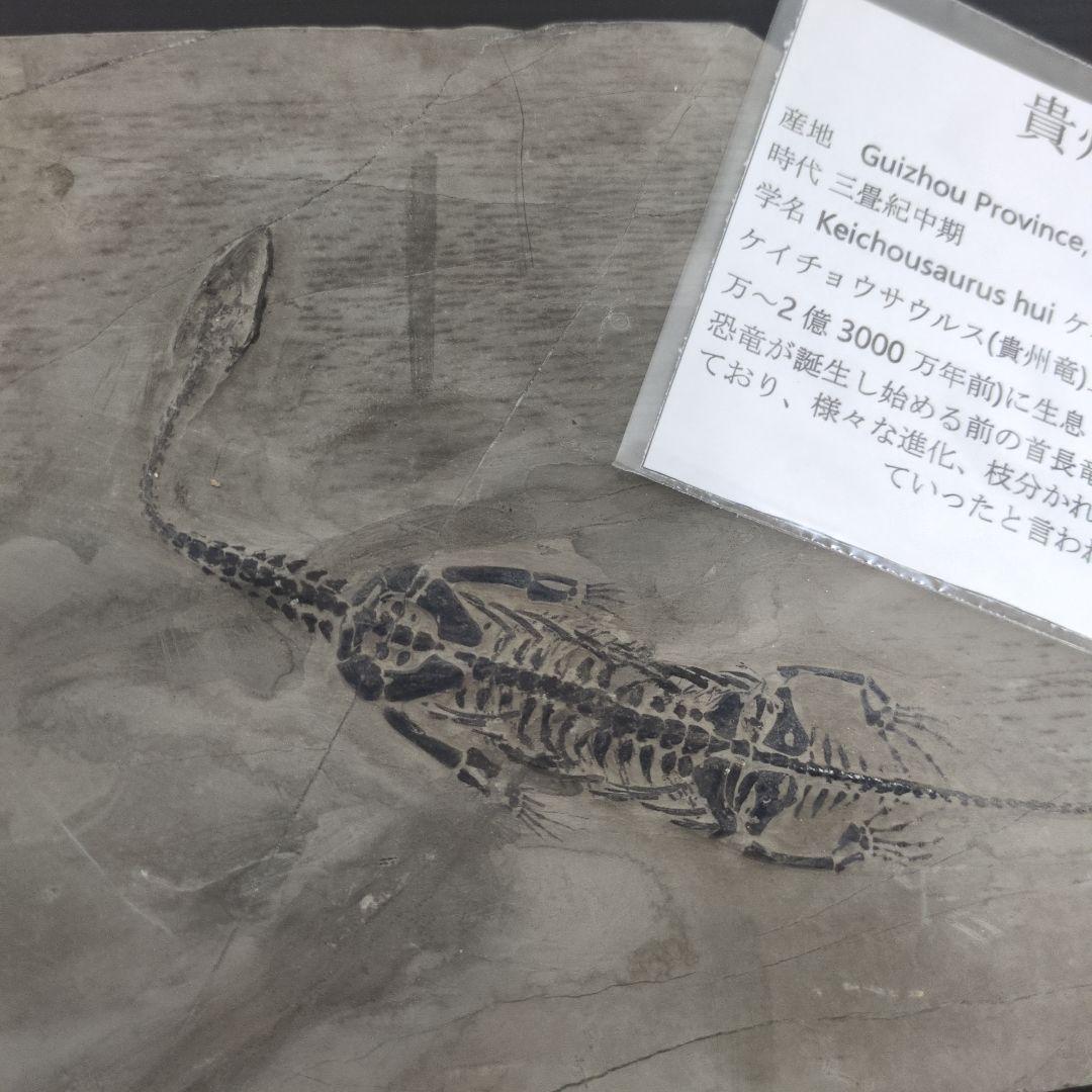 (希少)　ケイチョウサウルス化石　中国