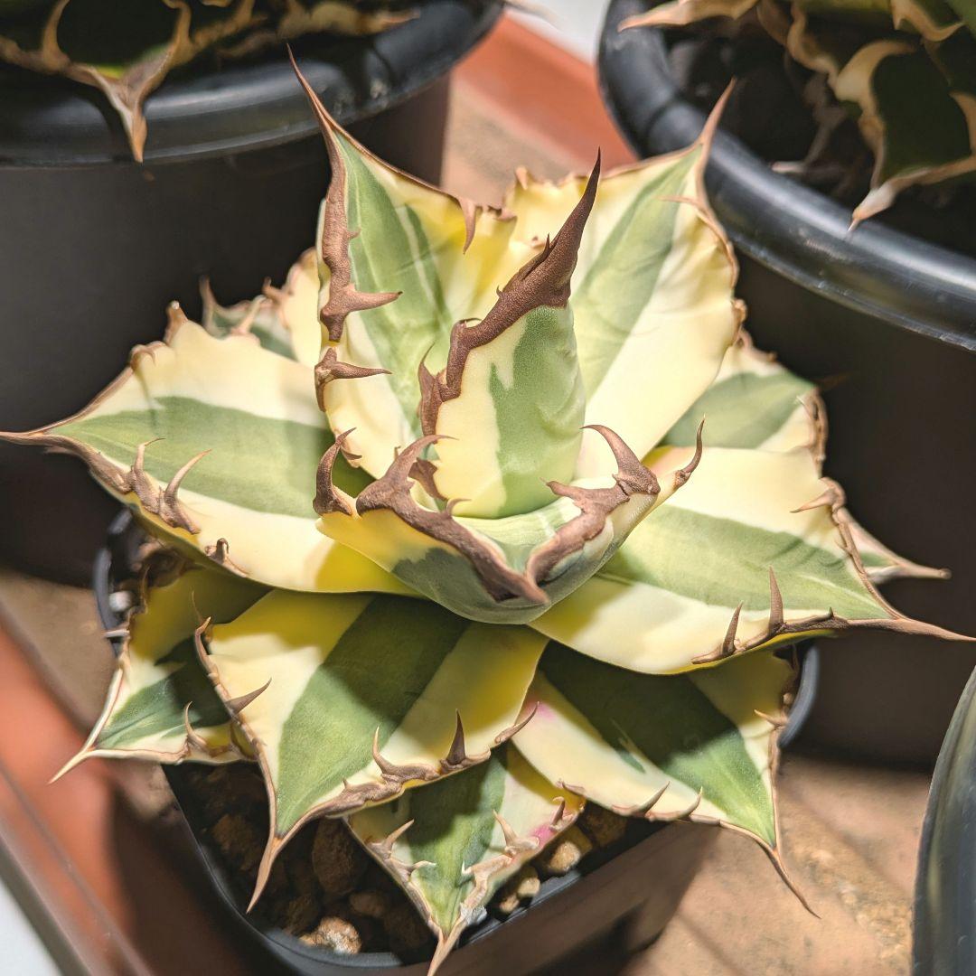 アガベ スナグルトゥース中株