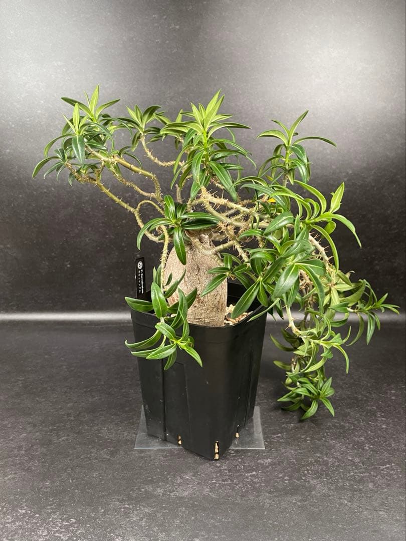 EMP パキポディウム サキュレンタム / 現地球 Pa80