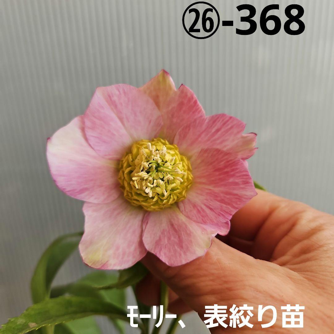 ㉖-368クリスマスローズ