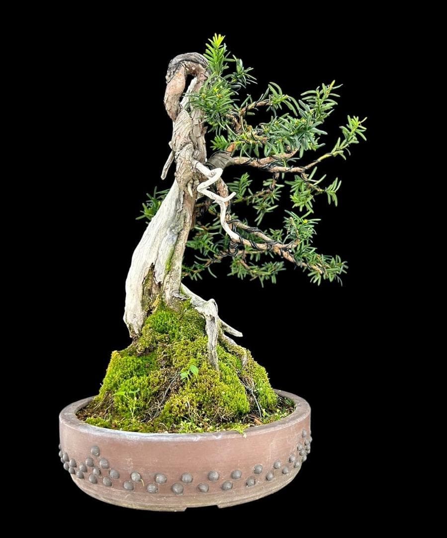 【盆栽屋大和】山採り一位盆栽 中品 いちい イチイ 樹高47㎝ 観賞用 現品