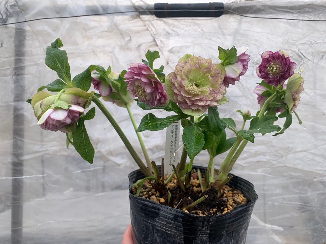 認定株アンティークアフロディーテ　クリスマスローズ 加藤農園　成熟株　札つき