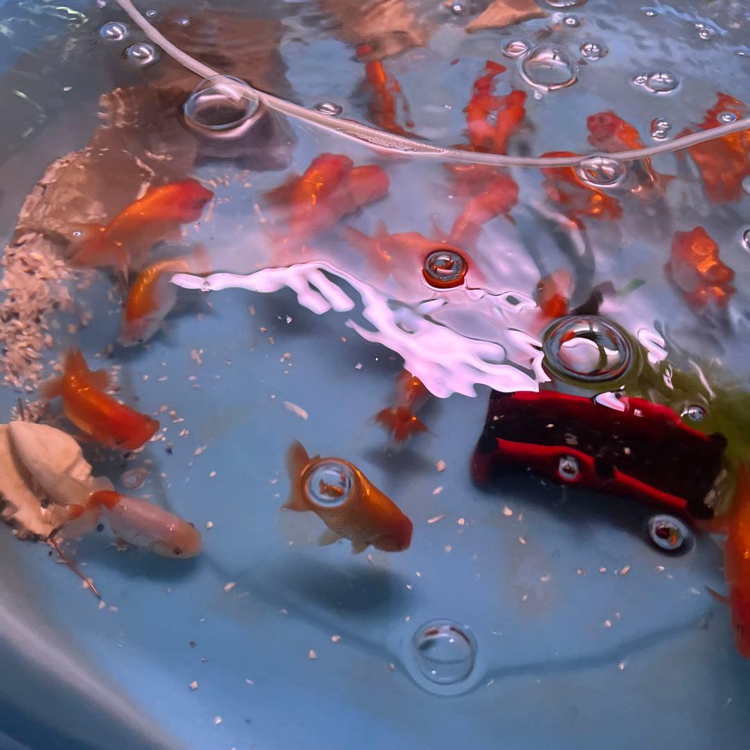 丸太の池、丸太、切り抜き丸太、金魚の池、丸太のプランター