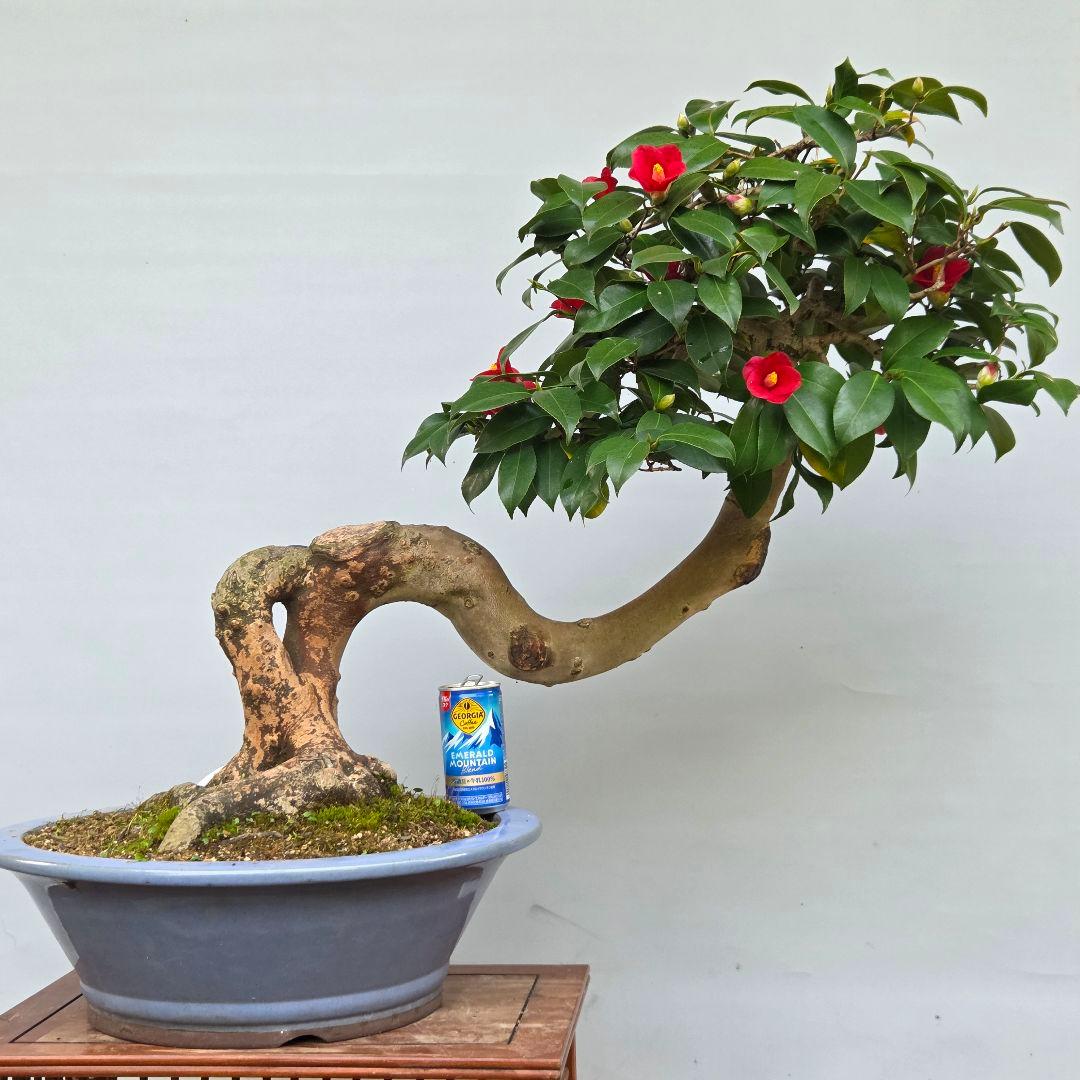 椿　出雲大社赤藪椿　[半懸崖]　大品盆栽